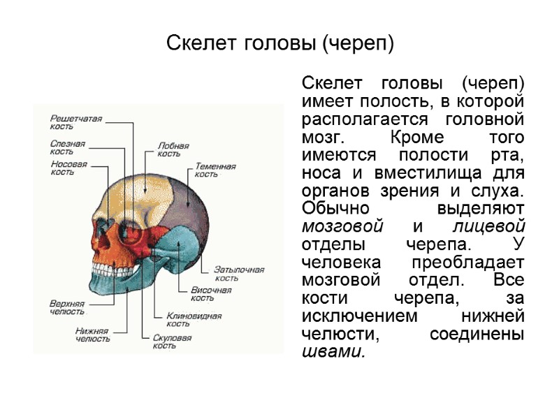 Скелет головы (череп)   Скелет головы (череп) имеет полость, в которой располагается головной